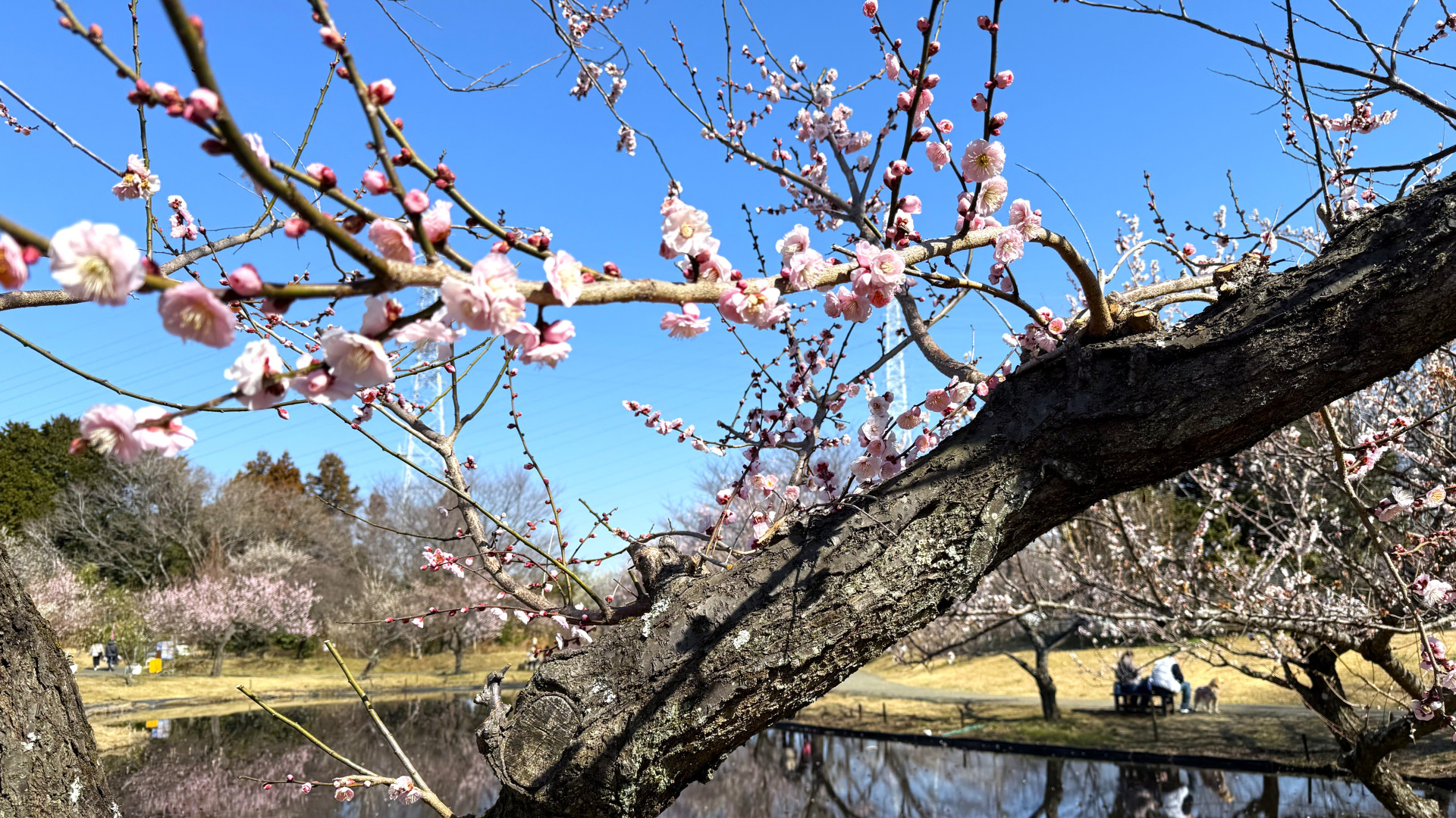 【小田原市 – 小田原フラワーガーデンレポート】関東屈指の品種数を誇る梅まつり